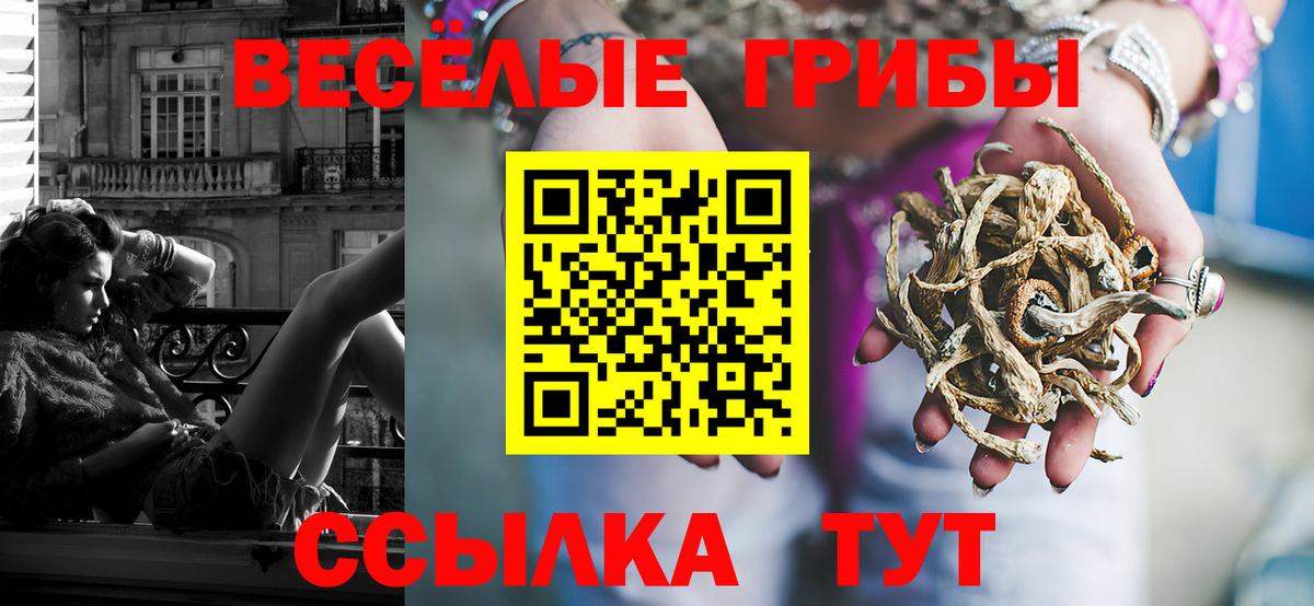 Братск  наркотики  Вход с VPN  Псилоцибиновые грибы GOLDEN TEACHER  Псилоцибиновые грибы GOLDEN TEACHER 